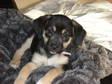 Adopt Tressa a Rottweiler, Beagle