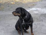 3 year old Pure Rottie