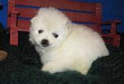toy size american eskimo puppies for wonderfull homes