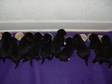 Adopt PUPPIES a Beagle, Labrador Retriever