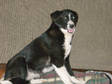 Adopt Cookie a Collie