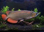 Healthy super red arowana fishes for sale at affordable prices