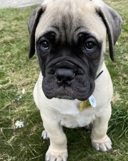 Adorable Bull Mastiff Puppies