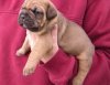  Free Adorable Male And Female English Bulldog Puppies 