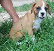 Two Cute Boxer Puppies For Sale