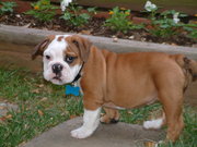 Marvelous English Bulldog Puppy For Re-Home