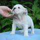 Potty Tranied Male And Female English Bulldog Puppies For Re-Homing